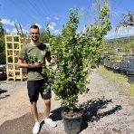 Javor poľný (Acer campestre) - výška 180-200 cm, kont. C30L - VIACKMENNÝ 